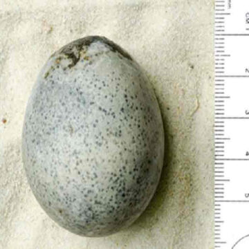 Revealing a Remarkable Discovery: The 1,700-Year-Old Intact Egg from Roman Britain