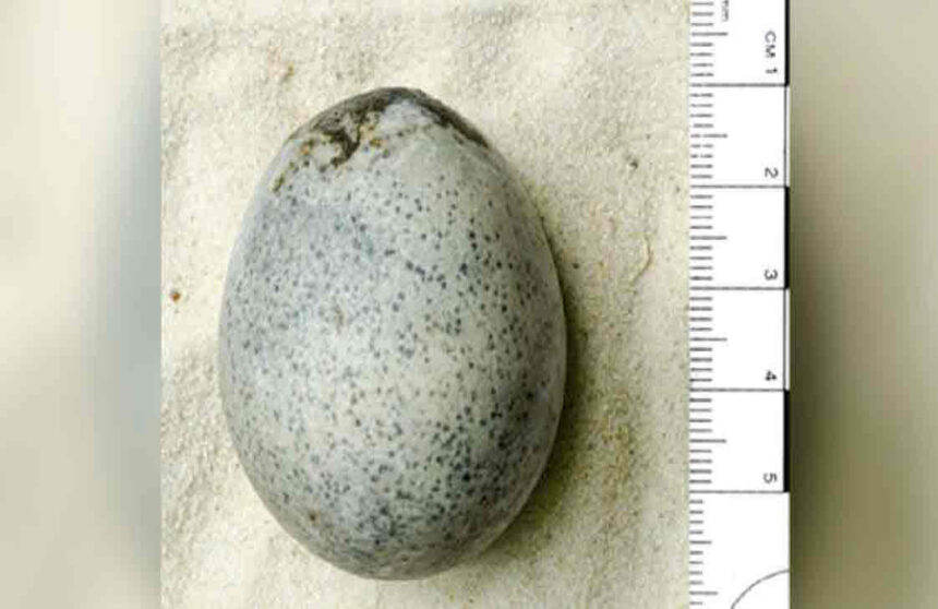 Revealing a Remarkable Discovery: The 1,700-Year-Old Intact Egg from Roman Britain