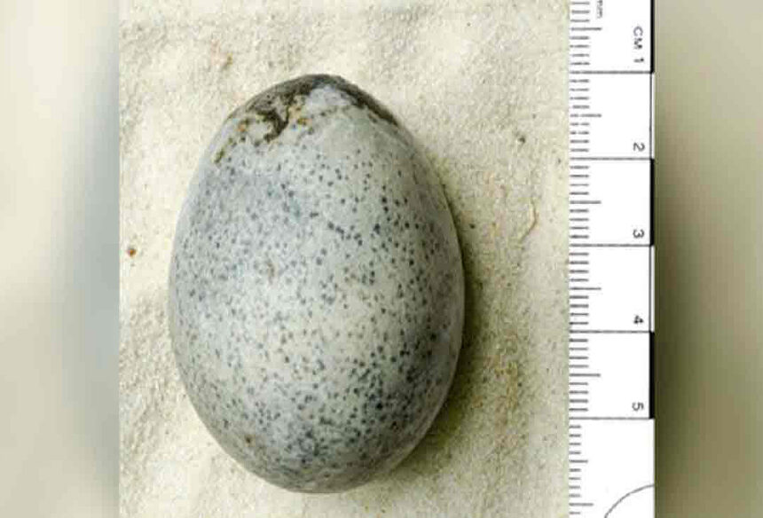 Revealing a Remarkable Discovery: The 1,700-Year-Old Intact Egg from Roman Britain