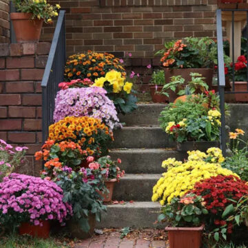 10 Vibrant Outdoor Plants Thriving in Fall