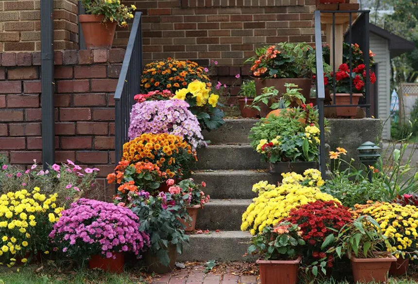 10 Vibrant Outdoor Plants Thriving in Fall