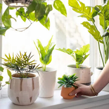 Thriving Together: 11 Easy-Care Plants Perfect for Beginners
