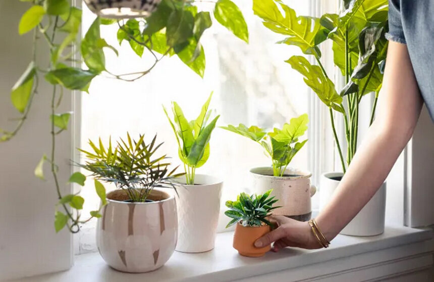 Thriving Together: 11 Easy-Care Plants Perfect for Beginners