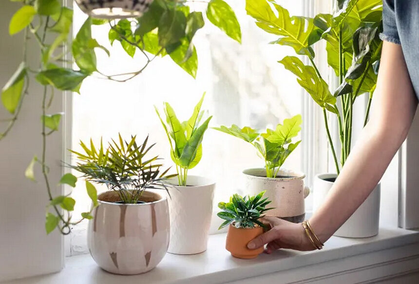 Thriving Together: 11 Easy-Care Plants Perfect for Beginners