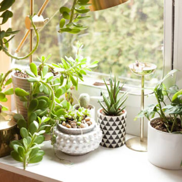 Green on a Budget: 11 Affordable Online Plant Sources