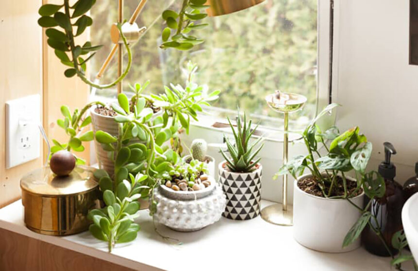 Green on a Budget: 11 Affordable Online Plant Sources