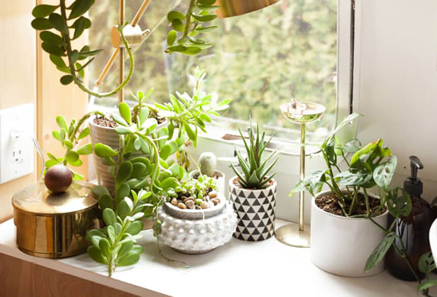 Green on a Budget: 11 Affordable Online Plant Sources