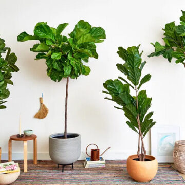 Elevate Your Greenery: 10 Stylish Houseplant Pots That Won’t Break the Bank