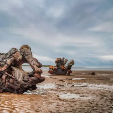 Exploring the Unseen Beauty and Benefits of Driftwood