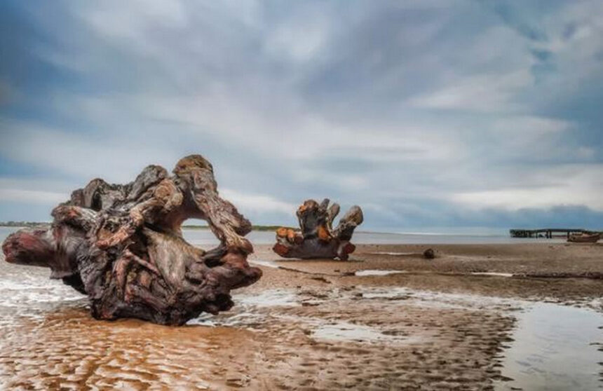 Exploring the Unseen Beauty and Benefits of Driftwood