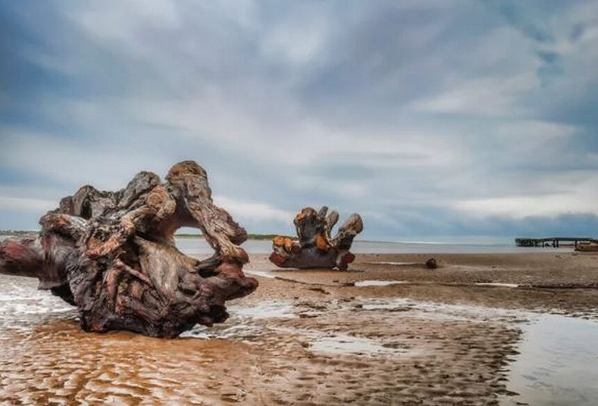 Exploring the Unseen Beauty and Benefits of Driftwood